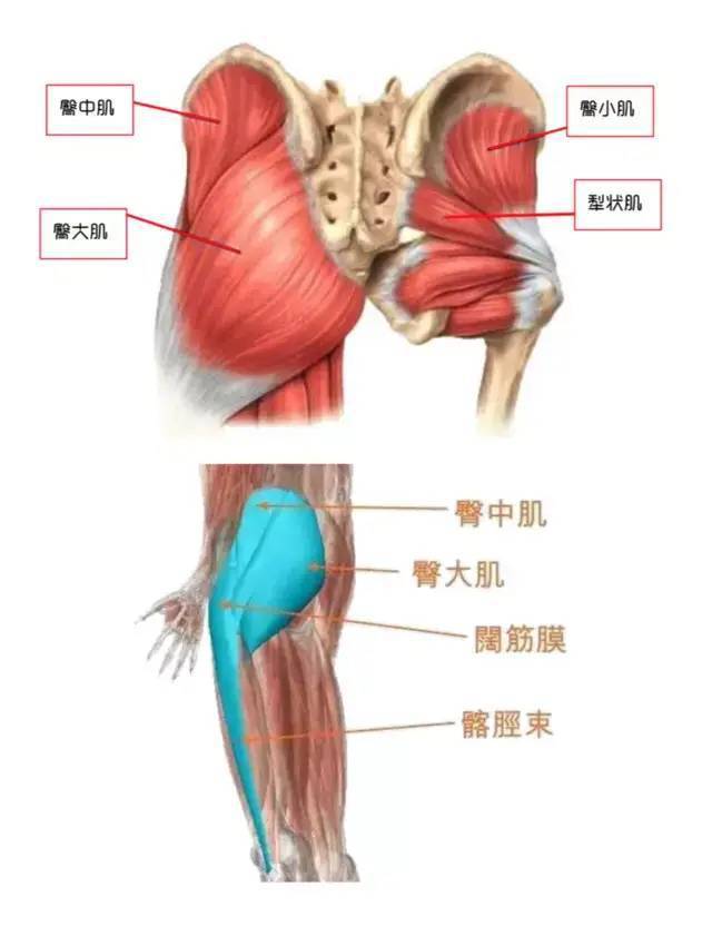 最新臀療手法視頻，探索臀部美麗與健康之道