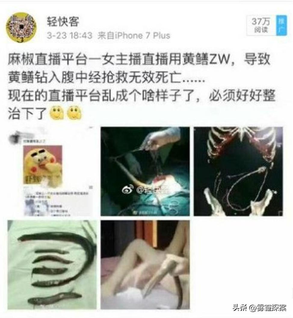 黃鱔事件揭秘，探究背后的真相與廣泛影響