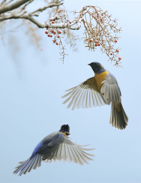 比翼鳥與葚鈺的奇幻故事，在線閱讀新體驗(yàn)之旅